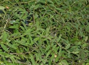 農科1號 農科1號