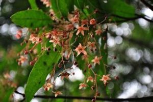 北越蘋婆 北越蘋婆