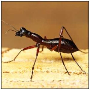 光端缺翅虎甲 光端缺翅虎甲