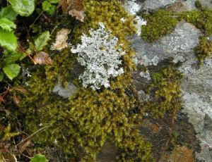 硬葉砂蘚 硬葉砂蘚