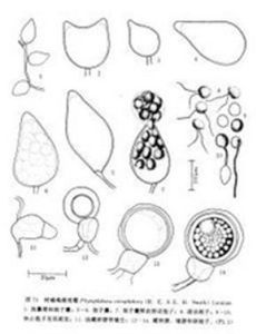 柑橘生疫霉 柑橘生疫霉