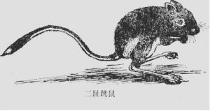 三趾跳鼠