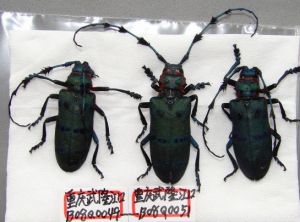 木棉叢角天牛 木棉叢角天牛