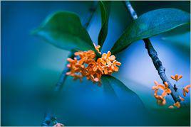 桂花香[百里屠夫演唱歌曲]