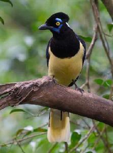 絨冠藍鴉 絨冠藍鴉