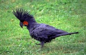 棕櫚鳳頭鸚鵡巴布亞亞種 棕櫚鳳頭鸚鵡巴布亞亞種