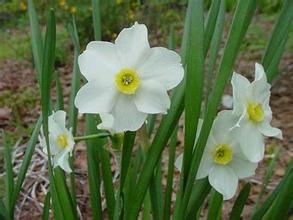 絕世水仙 絕世水仙