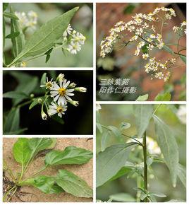 三脈紫菀 三脈紫菀