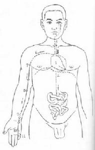 手少陰心經脈循行圖