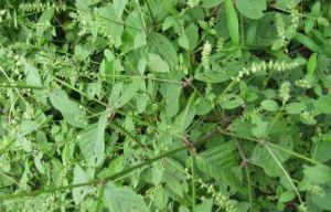 土牛膝(原變種) 土牛膝(原變種)