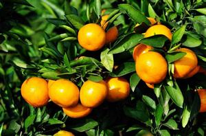 橘子[芸香科柑桔屬的一種水果]