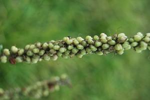 朝鮮婆婆納 朝鮮婆婆納