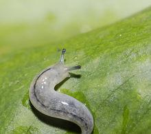 蛞蝓[一種軟體動物]