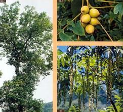 喙核桃屬 喙核桃屬