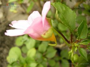 豐滿鳳仙花 豐滿鳳仙花