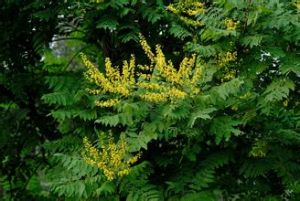 羽葉欒樹 羽葉欒樹