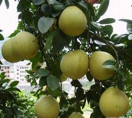 碧蓮香柚 碧蓮香柚