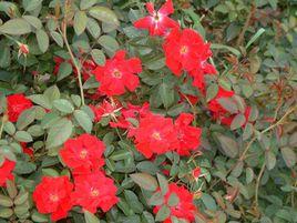 地被月季 地被月季