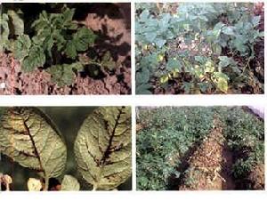 （圖）馬鈴薯帚頂病毒