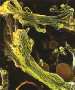 高爾基體膜 高爾基體膜