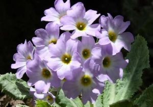 黃粉缺裂報春 黃粉缺裂報春