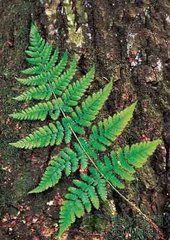 四川鱗蓋蕨 四川鱗蓋蕨