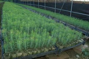 福建金森 福建金森