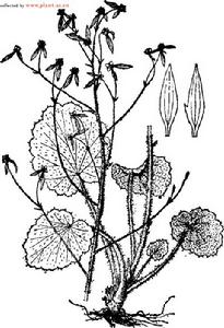 卵心葉虎耳草 卵心葉虎耳草