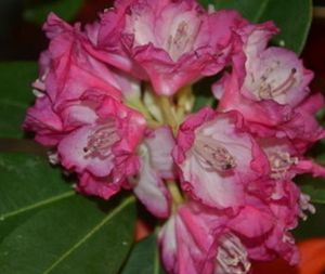 石楠杜鵑 石楠杜鵑