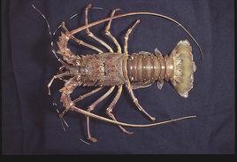 中國龍蝦 中國龍蝦