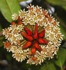 蜜囊花科 蜜囊花科