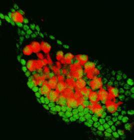 毛細胞再生 毛細胞再生