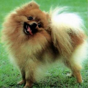 Pomeranian dog