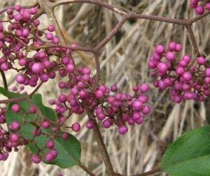 全緣葉紫麻（原亞種）