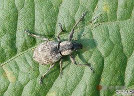 柑橘灰象甲 柑橘灰象甲