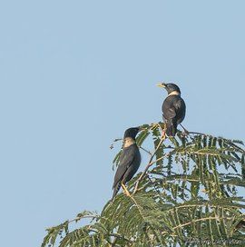 白領八哥 白領八哥