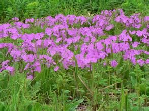 垂花穗狀報春 垂花穗狀報春