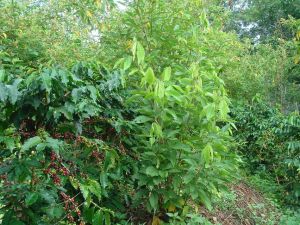 大葉千斤拔與咖啡套種