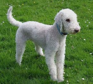 貝林登梗 貝林登梗