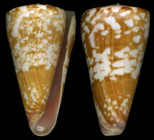 洛澤蒂芋螺 洛澤蒂芋螺