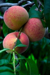 紅冠蜜桃 紅冠蜜桃