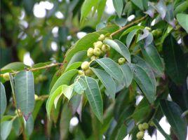 白背算盤子 白背算盤子