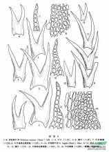 剪葉苔纖細（亞種）