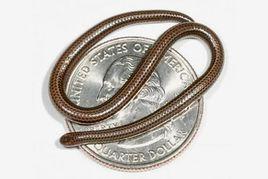 卡拉西方細盲蛇 卡拉西方細盲蛇