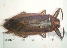 Lethocerus grisens