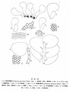 細齒疣鱗苔 細齒疣鱗苔