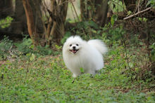 Pomeranian (dog breed)