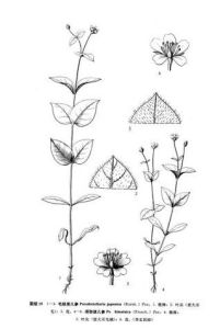 須彌孩兒參 須彌孩兒參