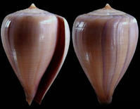 蕎頭芋螺 蕎頭芋螺