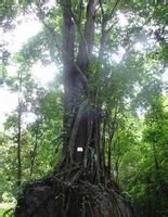 西雙版納熱帶雨林